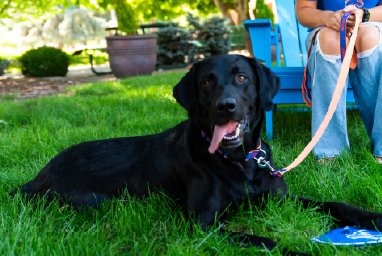 Dog wearing a Boise State bandana
